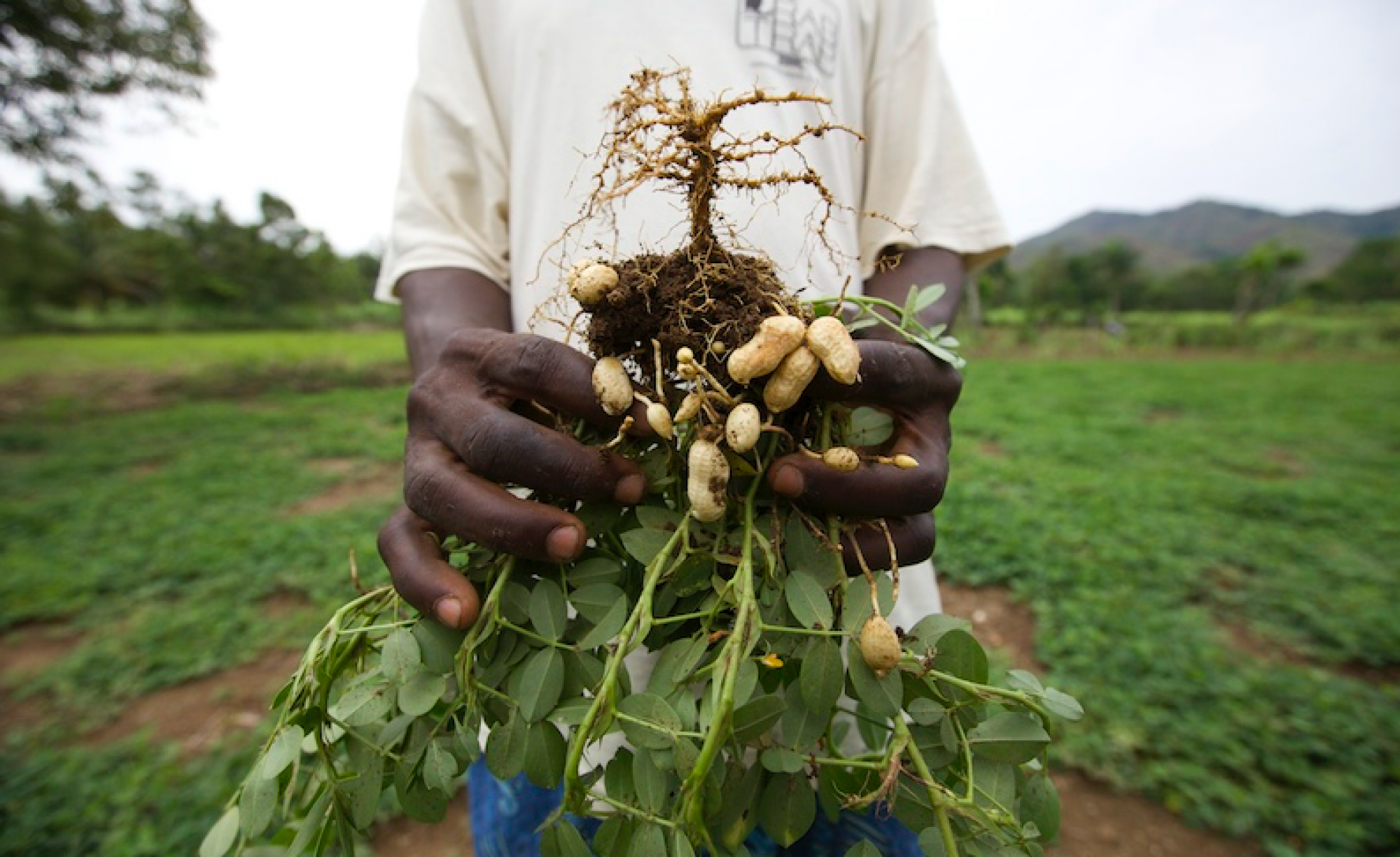 Food Insecurity in Haiti 